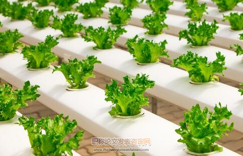 現代農業蔬菜栽培技術及栽培要點分析