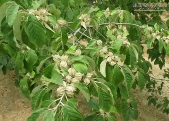 翅果油樹(shù)播種育苗技術(shù)