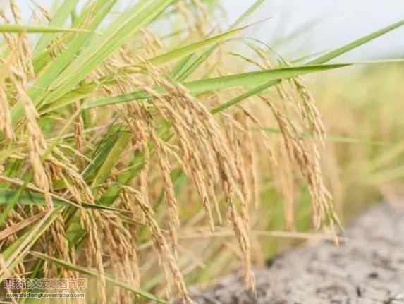 秋季連陰雨對中稻收獲期的影響與對策探討