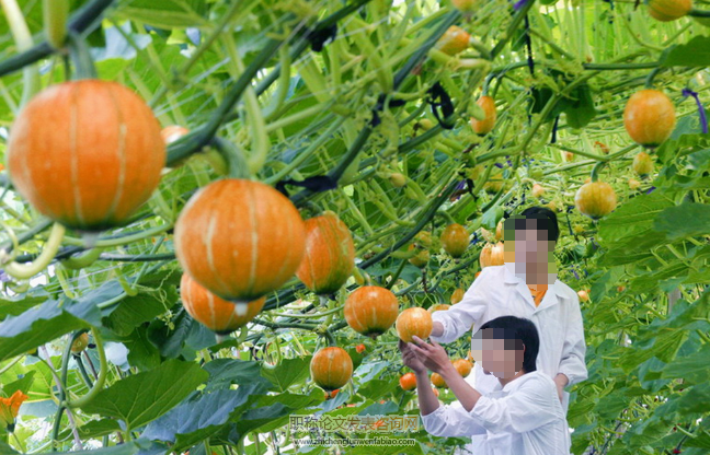 淺談高產高效農業栽培技術措施