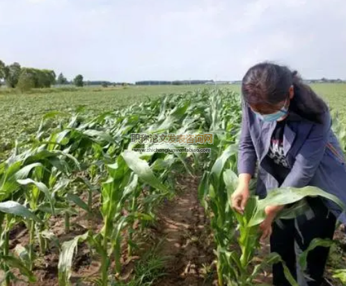 淺析農作物種植及病蟲害防治技術