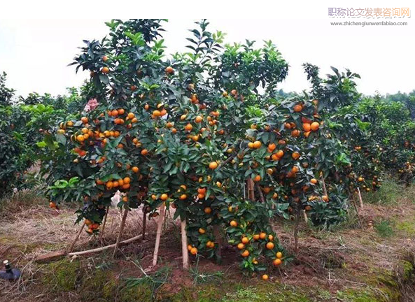 砂糖橘的栽培技術要求分析
