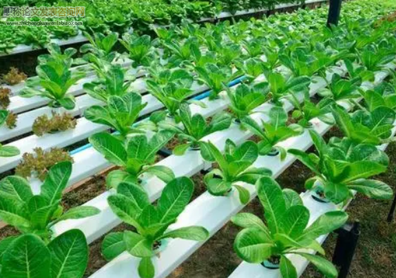 有機農業種植技術方法和措施研究