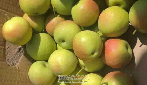 “紅茄”梨在河南靈寶的引種表現及豐產栽培技術