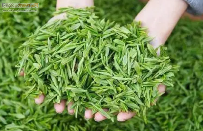基于特色農業背景下的茶葉經濟發展路徑