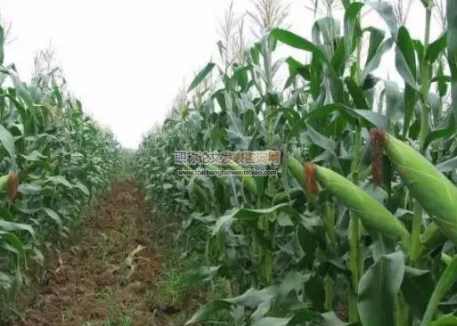 河北昌黎縣玉米高產栽培技術