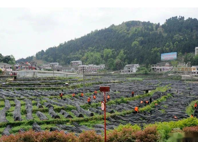 四川涼山優勢特色農業產業發展分析