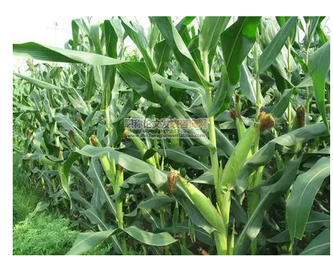 不同株型玉米基因型對干旱脅迫的響應分析