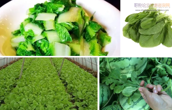 以“毛毛菜”進城為途徑的精準扶貧模式研究