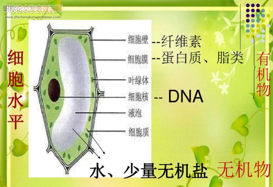 概念圖在初中生物教學中的有效應用