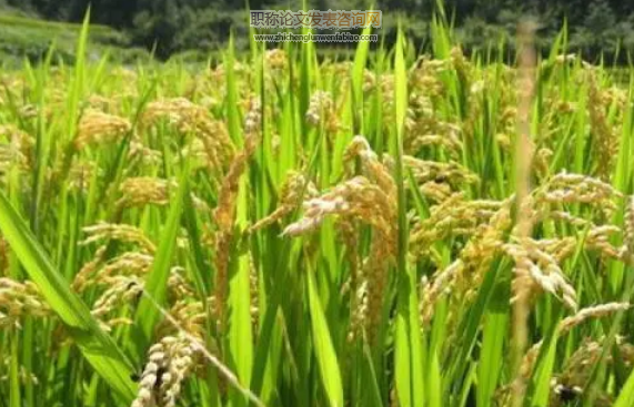 株兩優15在婁底的種植表現及高產栽培技術