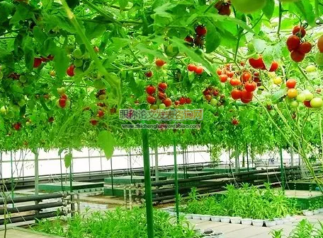 現代農業經濟中農業技術推廣的作用分析