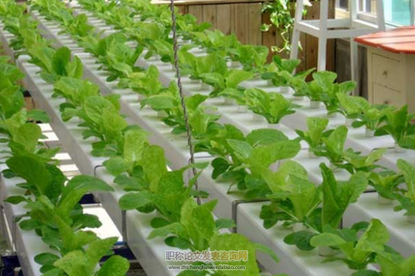 家庭智慧菜園無土栽培系列產品研發與應用