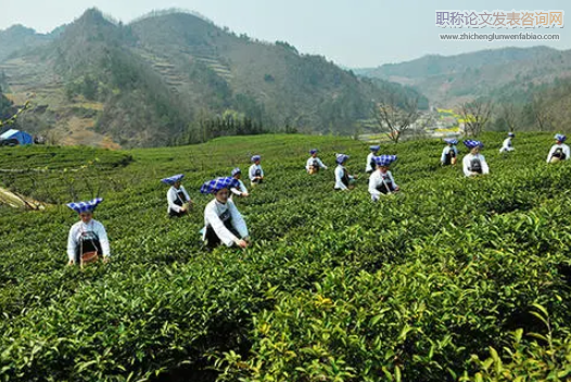 基于特色農業背景下的茶葉經濟發展路徑