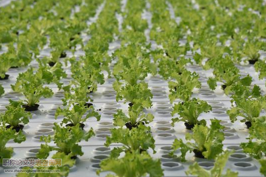 糧食蔬菜瓜果無土栽培方面的新技術研究